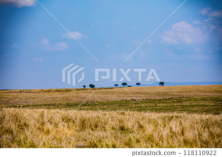 vulture in the grass 118110922