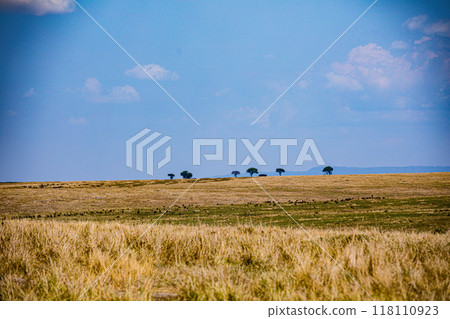 vulture in the grass 118110923