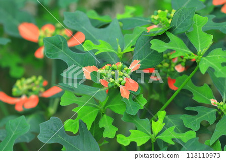 山火或夏季一品紅 山火或夏季一品紅 118110973