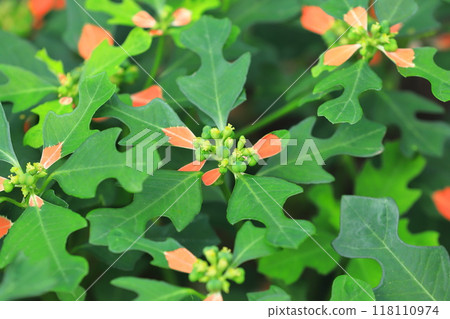 山火或夏季一品紅 山火或夏季一品紅 118110974