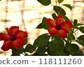 Red hibiscus 118111260