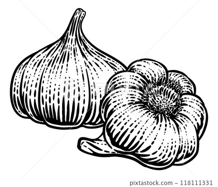 Garlic Vegetable Vintage Woodcut Illustration 118111331