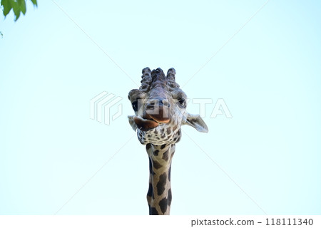 Giraffe in the zoo 118111340