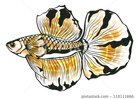 一幅美麗的帶刺魚的剪紙插圖，這是一種戰鬥和憤怒的熱帶魚，Betta。 118111666