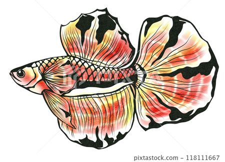 具有美麗鰭的熱帶魚鬥魚的剪紙插圖 118111667