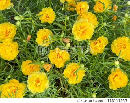 Yellow portulaca oleracea flowers in the garden Yellow portulaca oleracea flowers in the garden 118111735