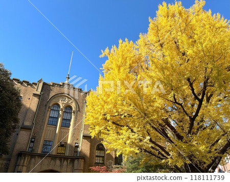 Deep autumn and ginkgo trees Deep autumn and ginkgo trees 118111739