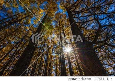 Autumn foliage at Senjogahara in Oku-Nikko, Tochigi Prefecture 118112127