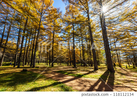 Autumn foliage at Senjogahara in Oku-Nikko, Tochigi Prefecture 118112134