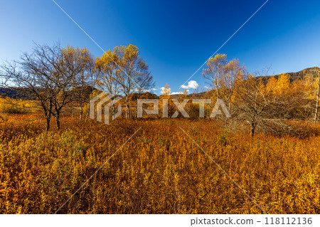 栃木縣奧日光市戰場原的紅葉風景 118112136