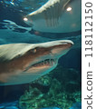 Grey Shark (Shinagawa Aquarium) 118112150