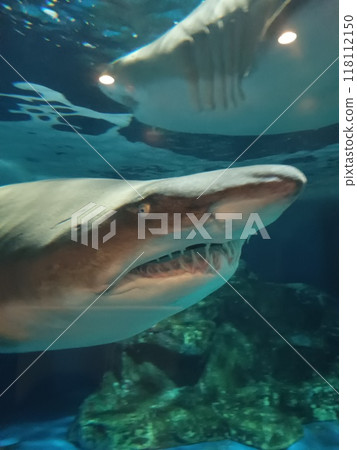 Grey Shark (Shinagawa Aquarium) 118112150