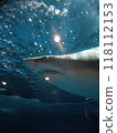 Shark 118112153