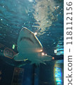 Aquarium exhibits 118112156