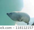 seal  118112157