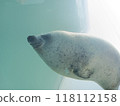 A nap of a seal 118112158