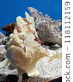 Frogfish 118112159
