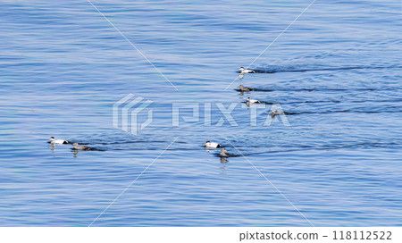 Flock of common eiders Flock of common eiders 118112522