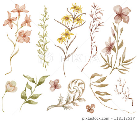 Dried wildflowers. Forest watercolor illustration. Hand-drawn dried leaves, flowers, wild herbs. Wedding 118112537