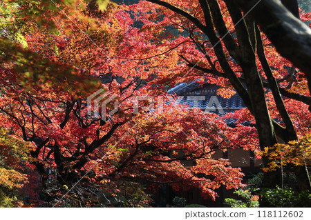 紅葉/金剛林寺[滋賀縣愛知縣愛莊町] 118112602