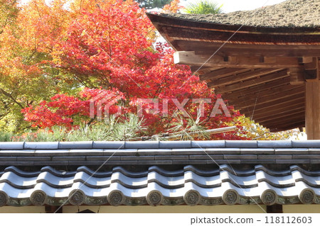 Autumn leaves at Kongorinji Temple [Aisacho, Aichi District, Shiga Prefecture] 118112603