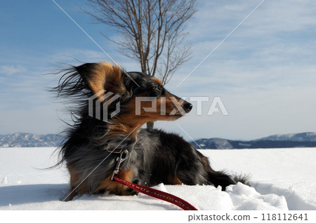 一個英俊的男孩，一隻銀紋臘腸犬，站在雪地上 118112641