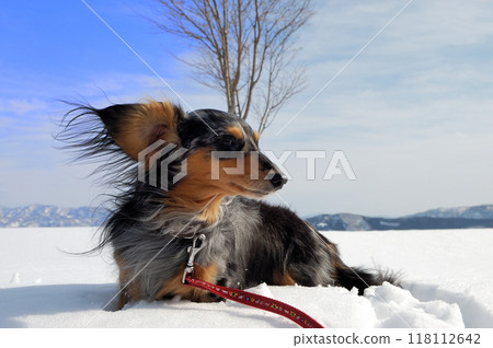 一個英俊的男孩，一隻銀紋臘腸犬，站在雪地上 118112642
