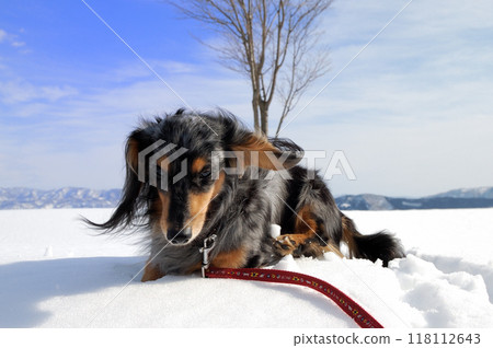 一個英俊的男孩，一隻銀紋臘腸犬，站在雪地上 118112643