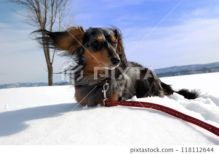 一個英俊的男孩,一隻銀紋臘腸犬,站在雪地上 一個英俊的男孩,一隻銀紋臘腸犬,站在雪地上 118112644