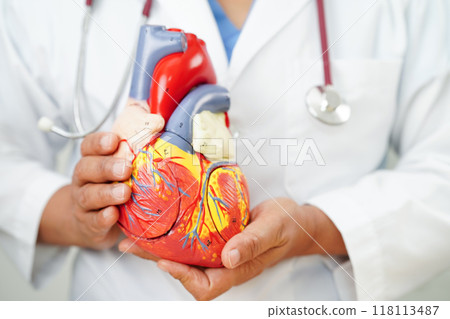 Cardiovascular disease CVD, doctor with heart human model anatomy for treatment patient in hospital. 118113487
