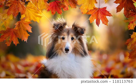 dog enjoying autumn leaves dog enjoying autumn leaves 118113763