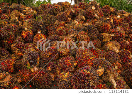 Fresh Fruit Bunch (FFB) in a Palm Oil Plantation after cutting 118114181