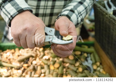 Preparing secateur tool for gardening season. 118114202