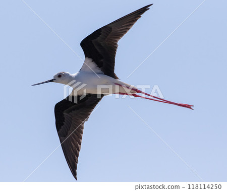 Black-winged Stilt Himantopus himantopus flying at Mikri Vigla on Western Naxos, Greece. Black-winged Stilt Himantopus himantopus flying at Mikri Vigla on Western Naxos, Greece. 118114250