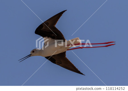 Black-winged Stilt Himantopus himantopus flying at Mikri Vigla on Western Naxos, Greece. Black-winged Stilt Himantopus himantopus flying at Mikri Vigla on Western Naxos, Greece. 118114252