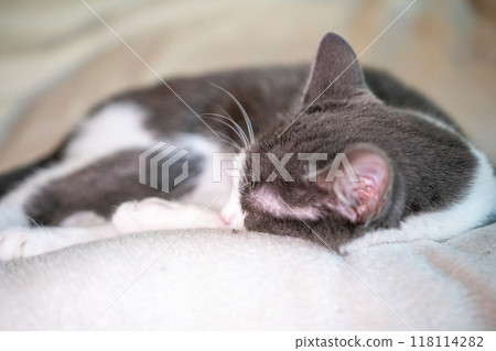 Cat Sleeping Couch Indoor - Grey and white cat sleeping peacefully on a light-colored couch indoors. 118114282