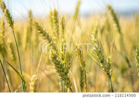 A field of wheat with a bright yellow color 118114300