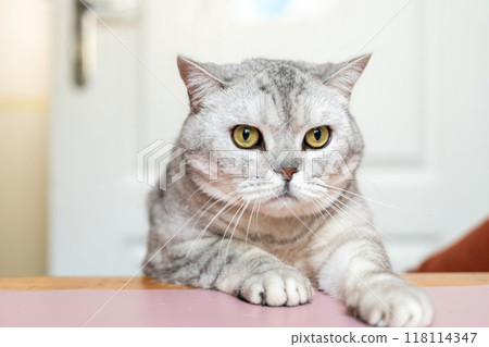 Cat, Portrait, Home - A gray tabby cat sits on a table, looking at the camera. Cat, Portrait, Home - A gray tabby cat sits on a table, looking at the camera. 118114347