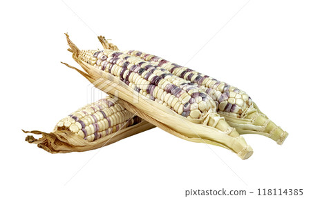 waxy corn isolated 118114385