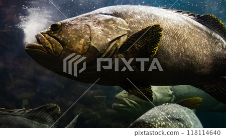 The Giant grouper fish in the andaman sea The Giant grouper fish in the andaman sea 118114640