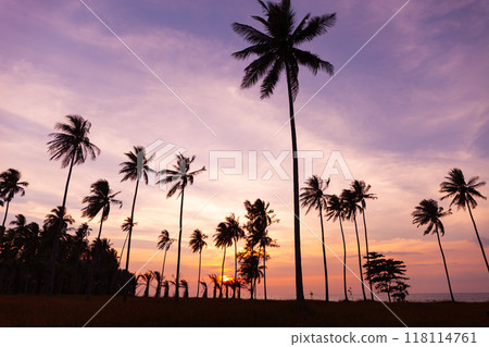 Silhouette coconut palm trees on beach at sunset or sunrise sky over sea Amazing light nature colorful landscape Silhouette coconut palm trees on beach at sunset or sunrise sky over sea Amazing light nature colorful landscape 118114761