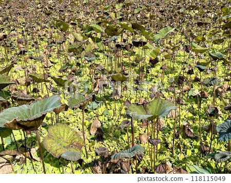 荷葉01 荷葉01 118115049