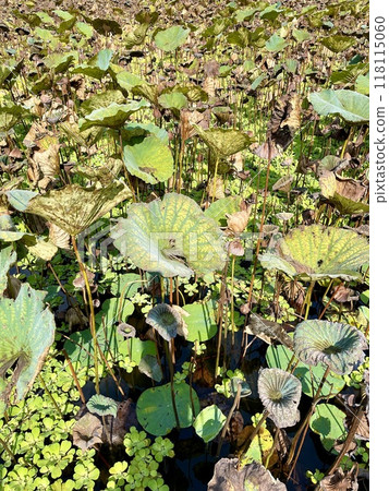 lotus leaf 10 lotus leaf 10 118115060