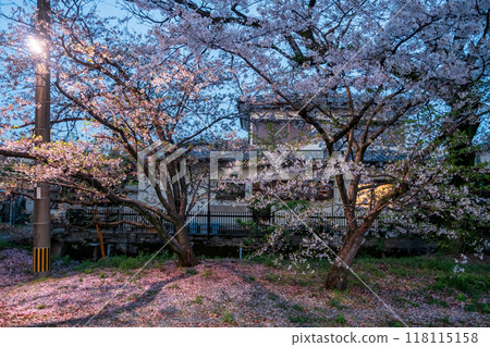 Pink cherry sakura blossom light up by Japanese house, Yanagawa Pink cherry sakura blossom light up by Japanese house, Yanagawa 118115158