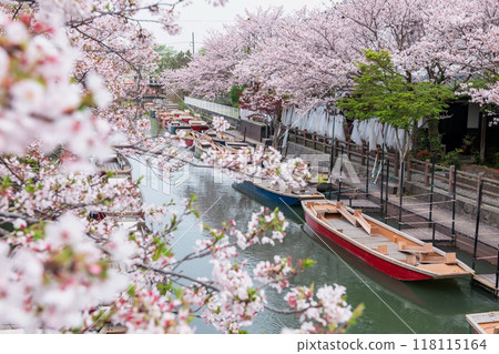 boats on Suigo river and cheery sakura blossom tunnel, Yanagawa 118115164