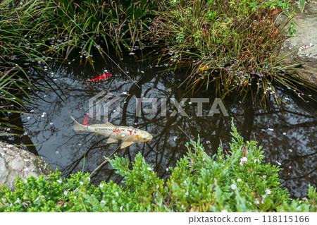 White koi carp fish in pond of Nanzoin temple garden, Fukuoka White koi carp fish in pond of Nanzoin temple garden, Fukuoka 118115166
