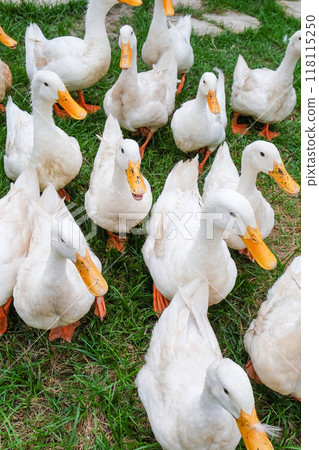 Flock of white ducks is walking on green grass in a farm 118115250