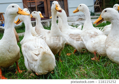Flock of white ducks is walking on green grass in a farm 118115252