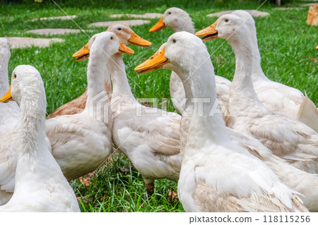 Flock of white ducks is walking on green grass in a farm 118115256