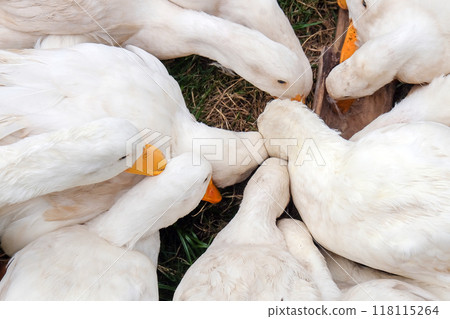 Flock of white ducks crowds together on a grassy patch, their heads lowered as they peck for food Flock of white ducks crowds together on a grassy patch, their heads lowered as they peck for food 118115264